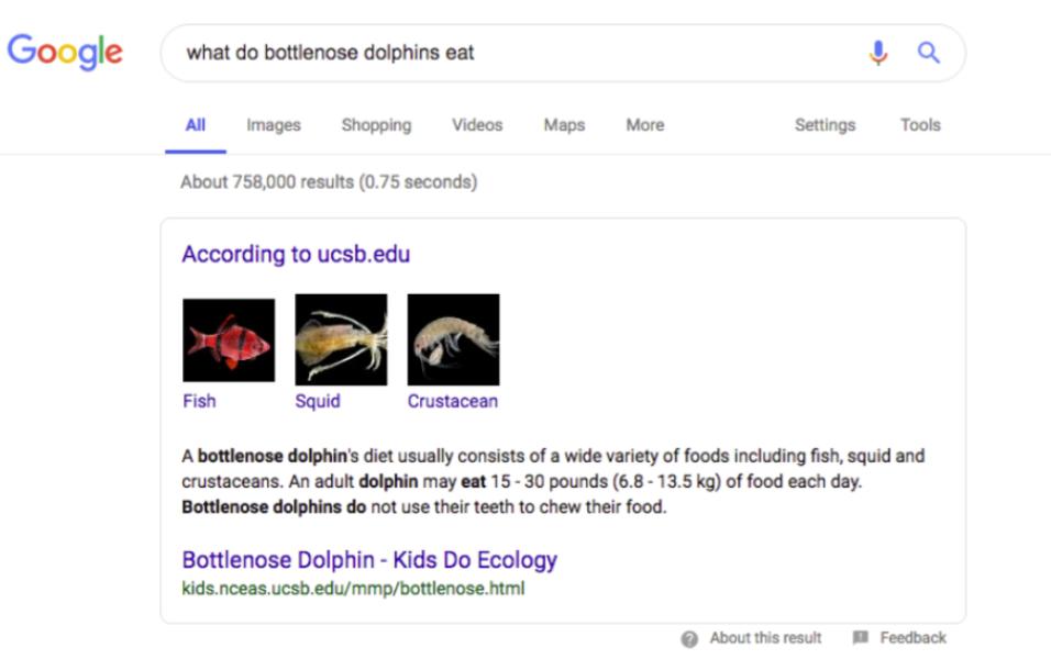 Bottlenose dolphin featured snippet with images