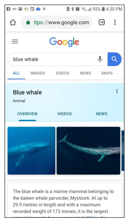 Screenshot of mobile search for blue whale